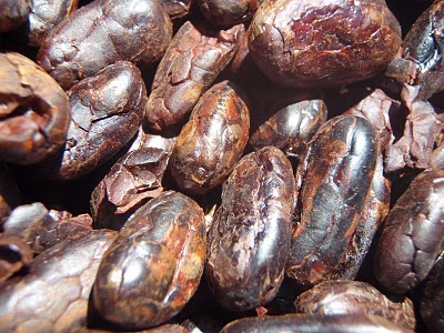 cacao beans